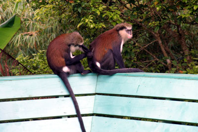 Hamilton Holiday Houses: Two Bays Villa and Studios, Grenada, The Caribbean 